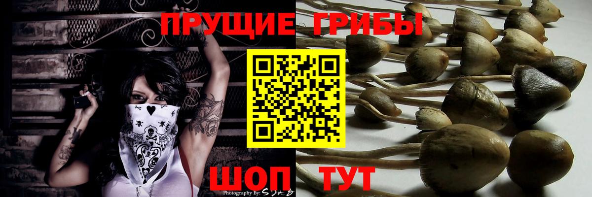 Галлюциногенные грибы Psilocybe  наркотики  Звенигород  Вход с VPN 